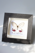Framed Glasswing Butterfly Specimen | Cithaerias pyropina, 13 × 13 cm Black Frame⠋