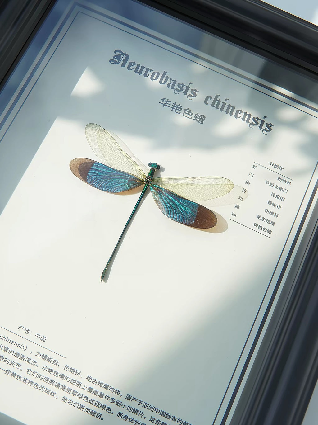 Framed Chinese Greenwing Damselfly Specimen | Neurobasis chinensis, Black Frame