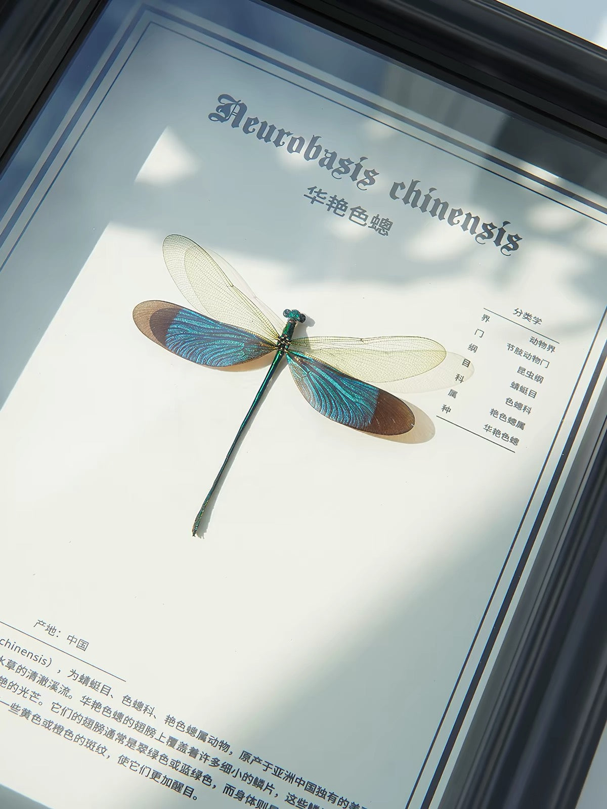 Framed Chinese Greenwing Damselfly Specimen | Neurobasis chinensis, Black Frame