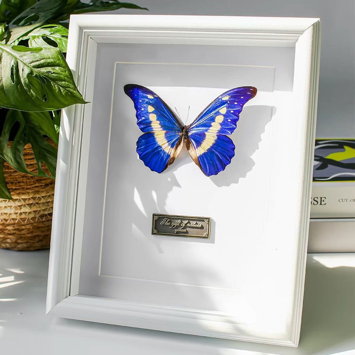 Framed Iridescent Blue Butterfly Specimen | Black Frame, 18 × 23 cm