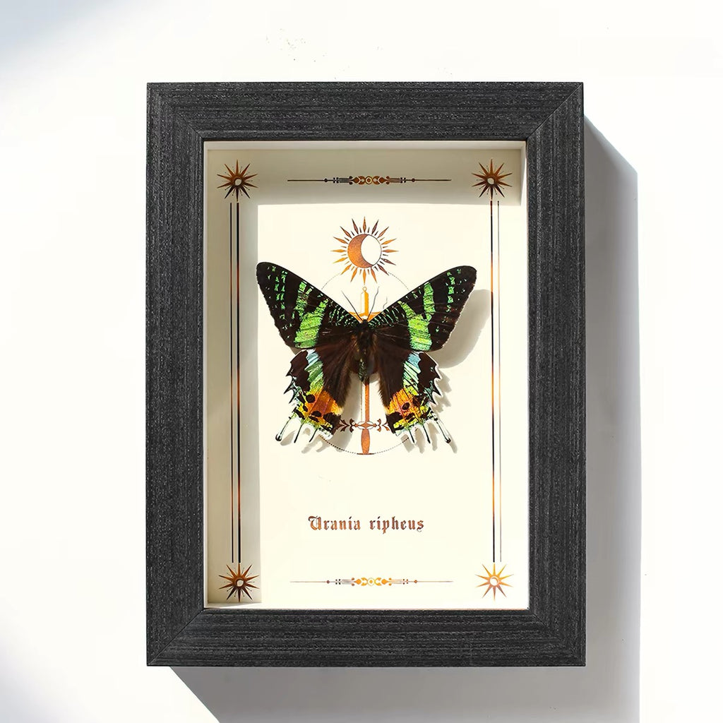 Madagascan Sunset Moth Specimen | Vibrant Spread-Wing Display