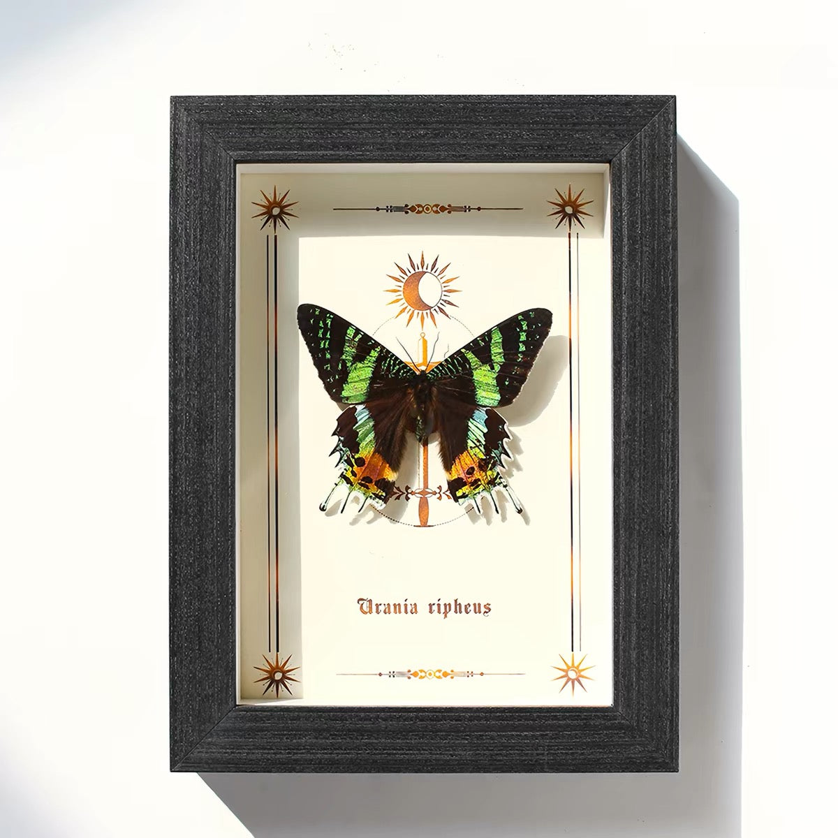 Madagascan Sunset Moth Specimen | Vibrant Spread-Wing Display