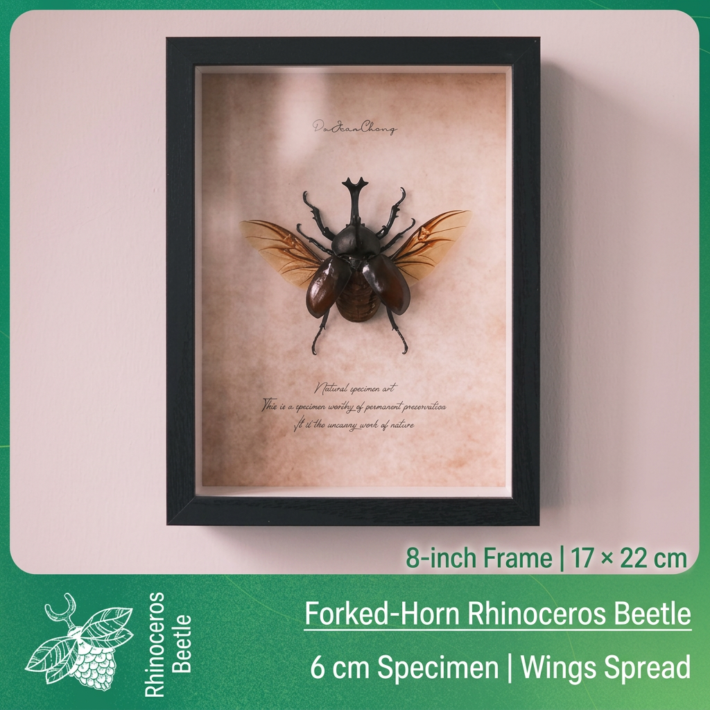 Framed Rhinoceros Beetle Specimen | Wings Spread, 17 × 22 cm
