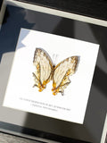 Framed Mapwing Butterfly Specimen | Cyrestis thyodamas, 18.2 × 18.2 cm Black Frame