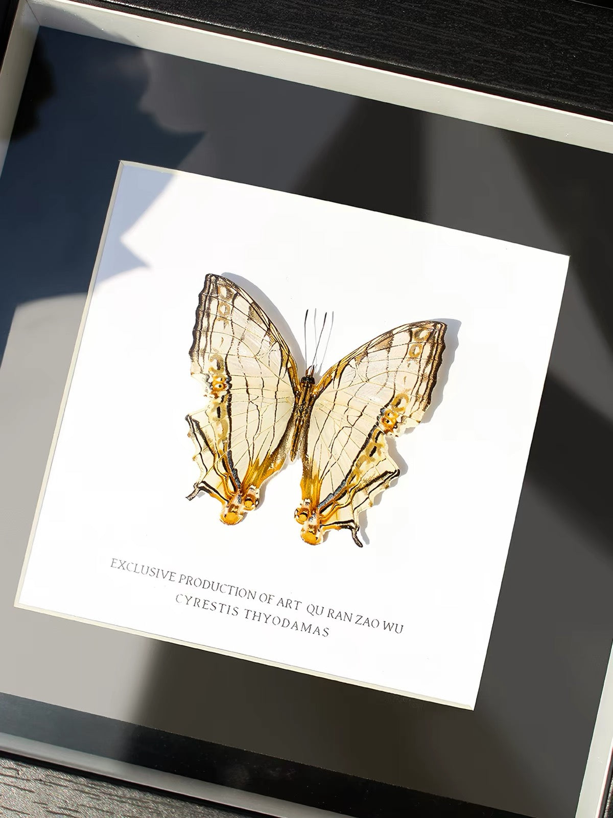 Framed Mapwing Butterfly Specimen | Cyrestis thyodamas, 18.2 × 18.2 cm Black Frame