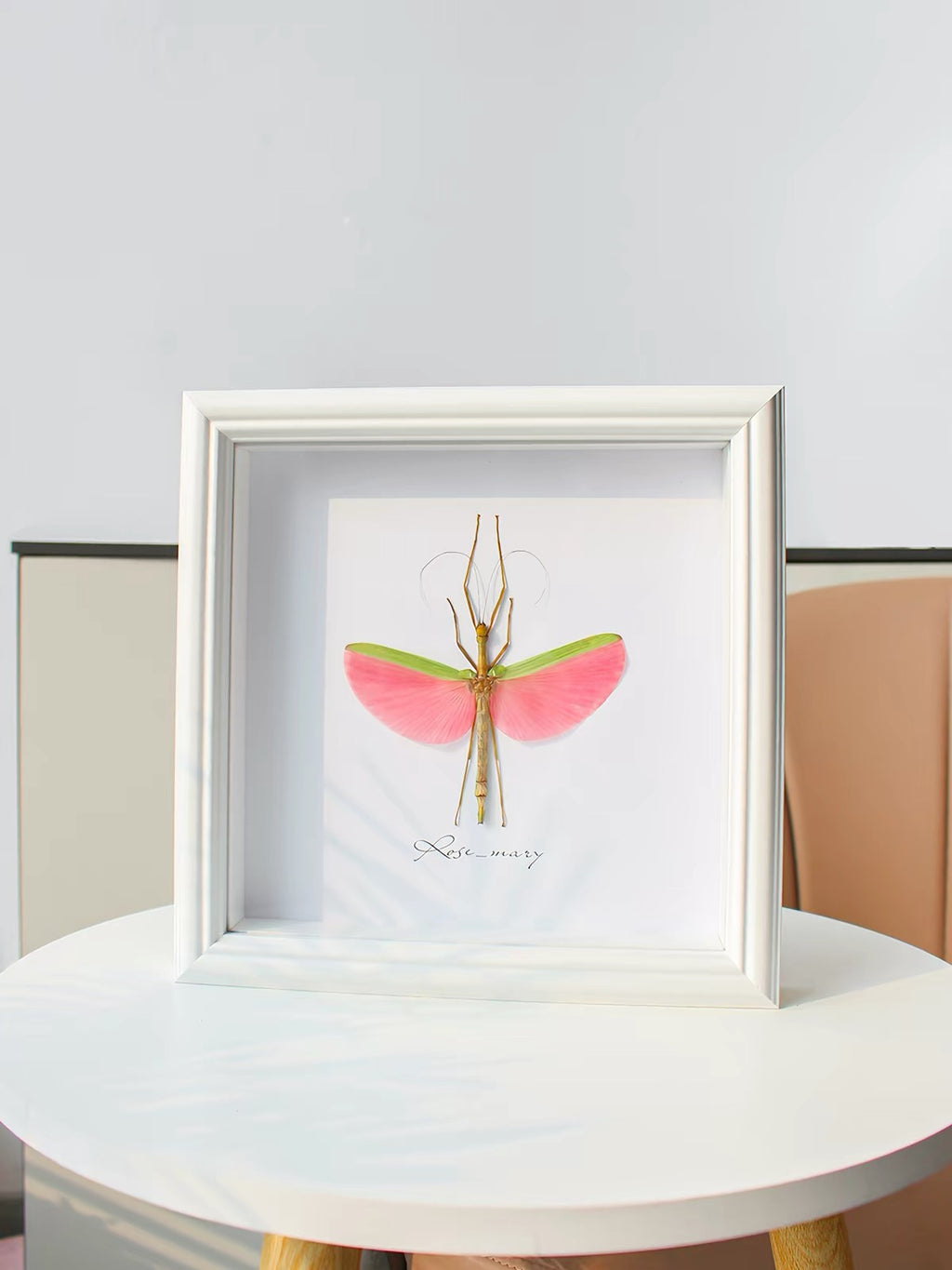 Rose-Winged Stick Insect Specimen | Marmessoidea rosea, Pink & Green Wings⠋