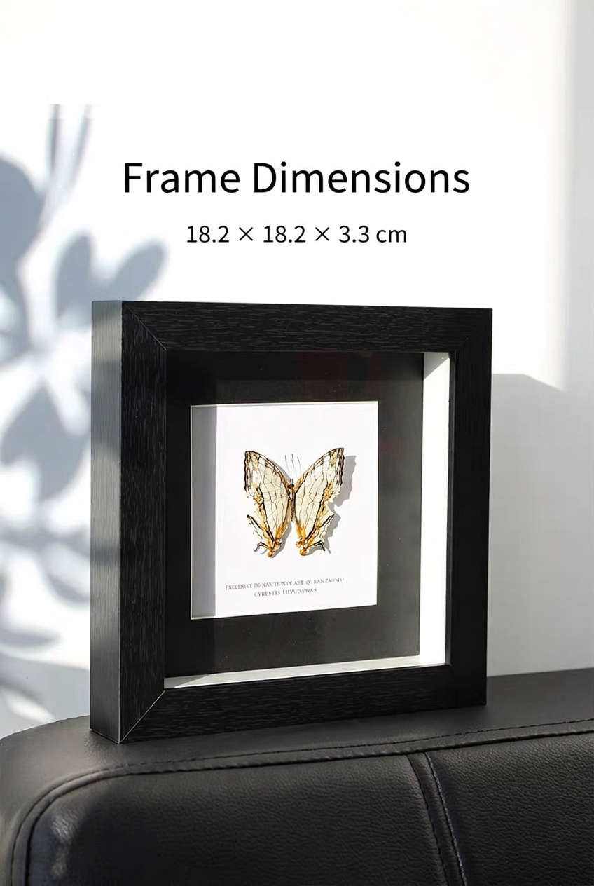 Framed Mapwing Butterfly Specimen | Cyrestis thyodamas, 18.2 × 18.2 cm Black Frame