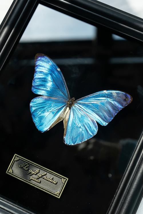 Framed Adonis Morpho Butterfly Specimen | Iridescent Blue Wings, Black Frame