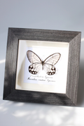 Framed Glasswing Butterfly Specimen | Pseudohaetera hypaesia, Transparent Wings