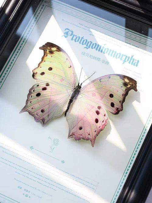 Green Mother-of-Pearl Butterfly Specimen | Iridescent Wings