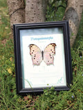 Green Mother-of-Pearl Butterfly Specimen | Iridescent Wings
