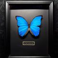 Real Blue Morpho Butterfly Specimen in Black Shadow Box