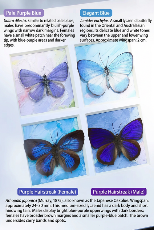 Blue & Purple Butterfly Specimen Collection | Four-Specimen Display⠋