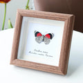 Framed Eighty-Eight Butterfly Specimen | Diaethria dodone, 12.1 × 12.1 cm Wooden Frame