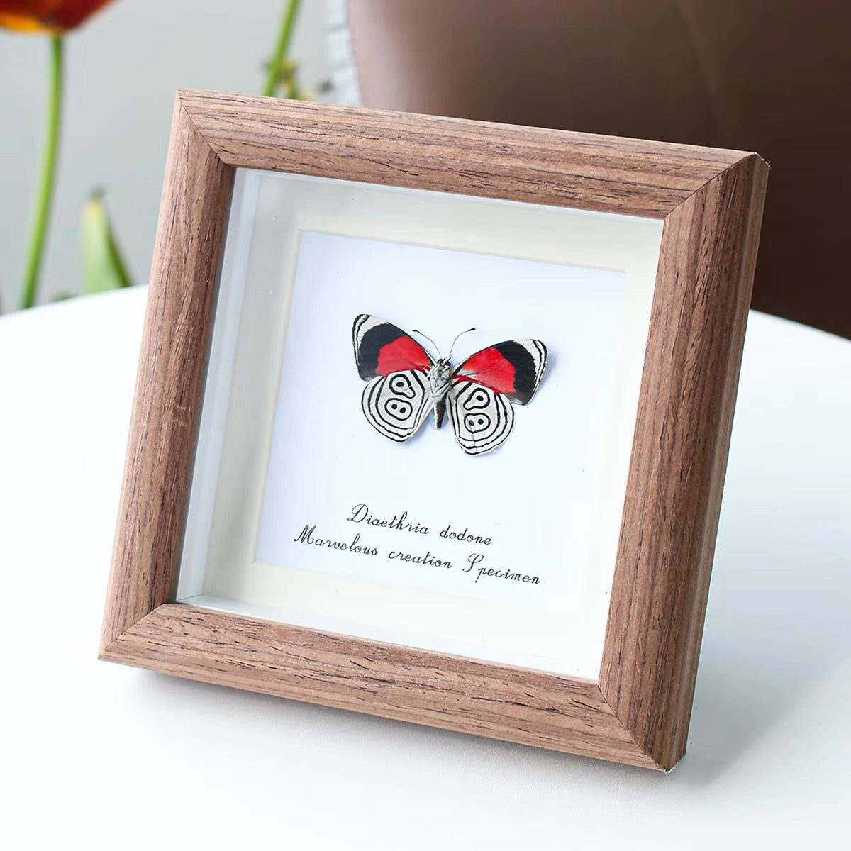 Framed Eighty-Eight Butterfly Specimen | Diaethria dodone, 12.1 × 12.1 cm Wooden Frame