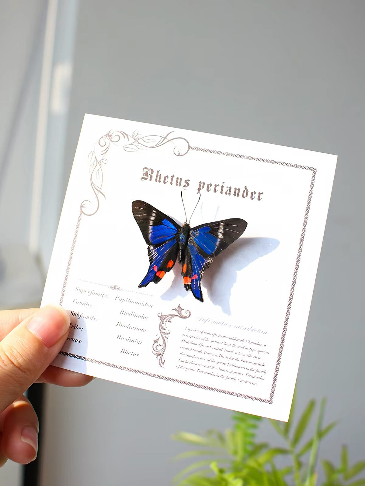 Framed Rhetus periander Butterfly Specimen | Blue & Red Wings, 13 × 13 cm Black Frame