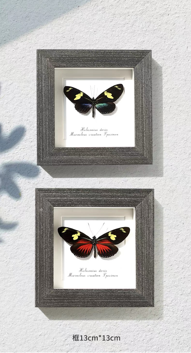 Doris Longwing Butterfly Specimen | Heliconius doris