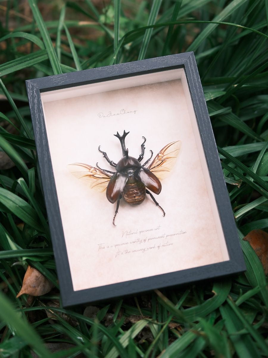 Framed Rhinoceros Beetle Specimen | Wings Spread, 17 × 22 cm