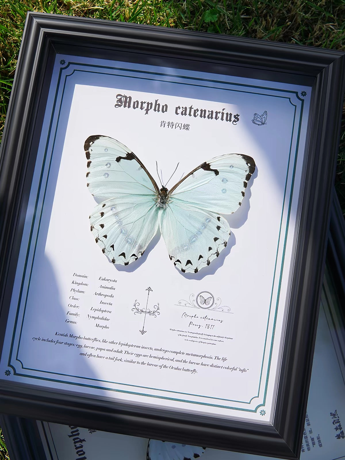 Framed White Morpho Butterfly Specimen | Morpho catenarius, 23 × 28 cm⠋