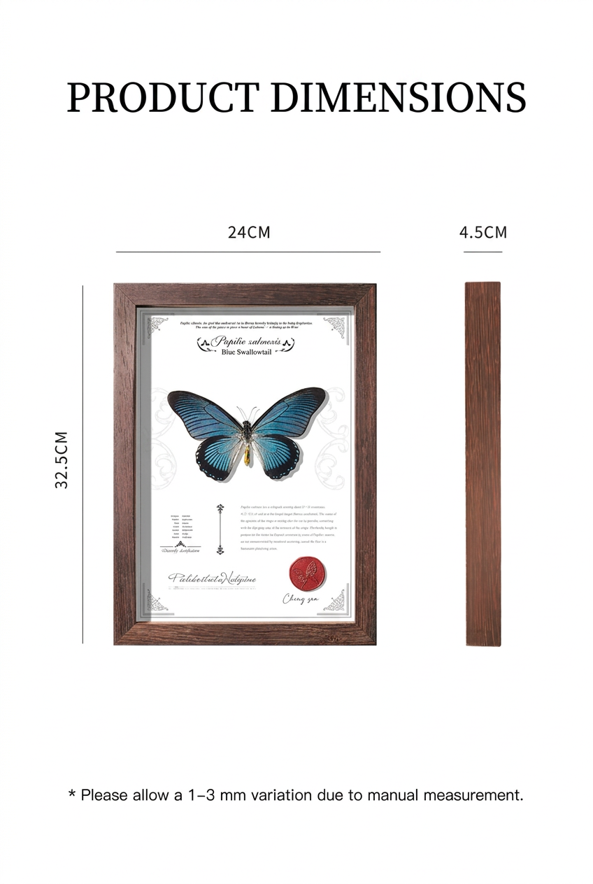 Framed Blue Swallowtail Butterfly Specimen | Papilio zalmoxis, 24 × 32.5 cm