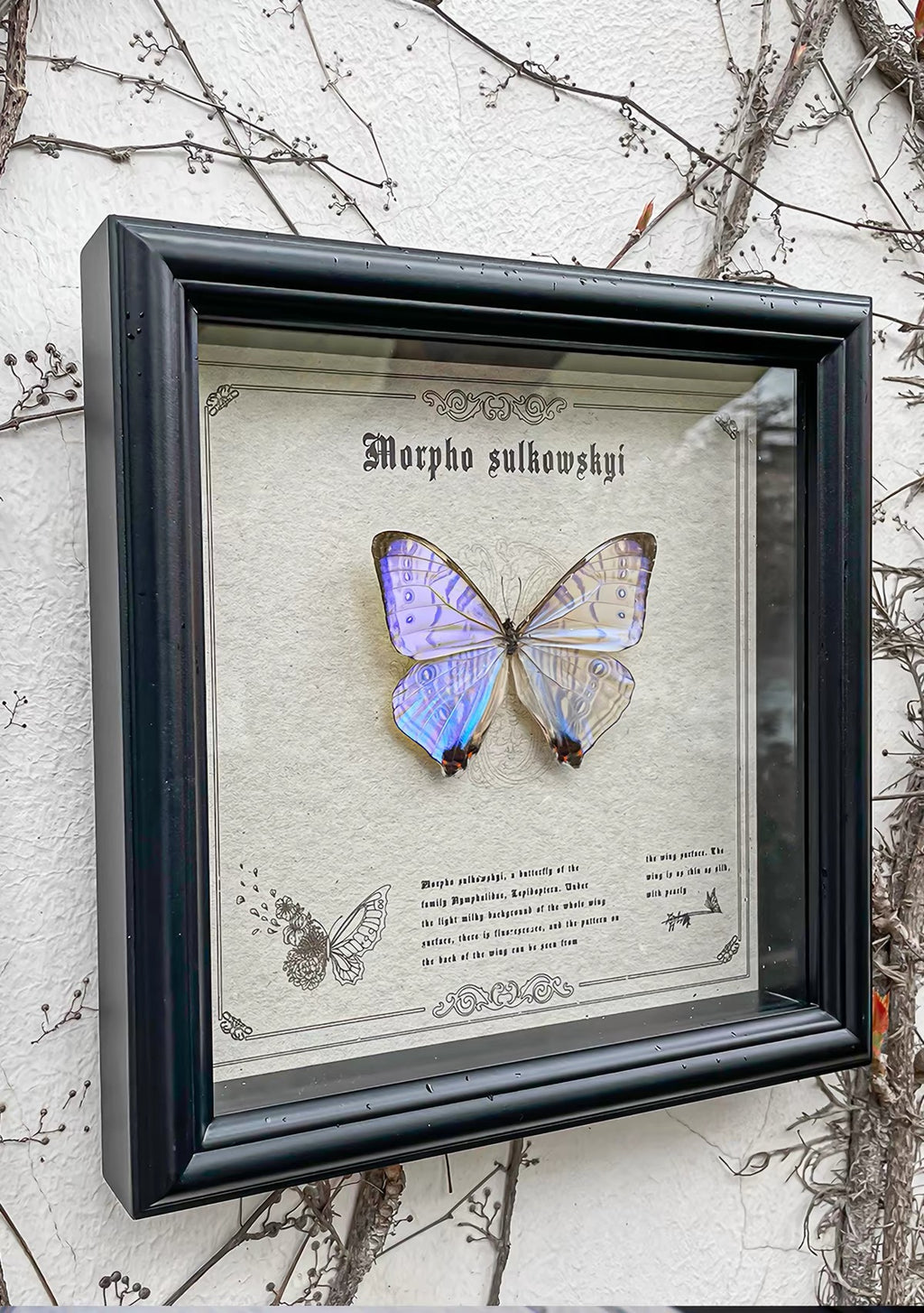 Morpho sulkowskyi Butterfly Specimen | Iridescent Pearl-Blue Spread Wings