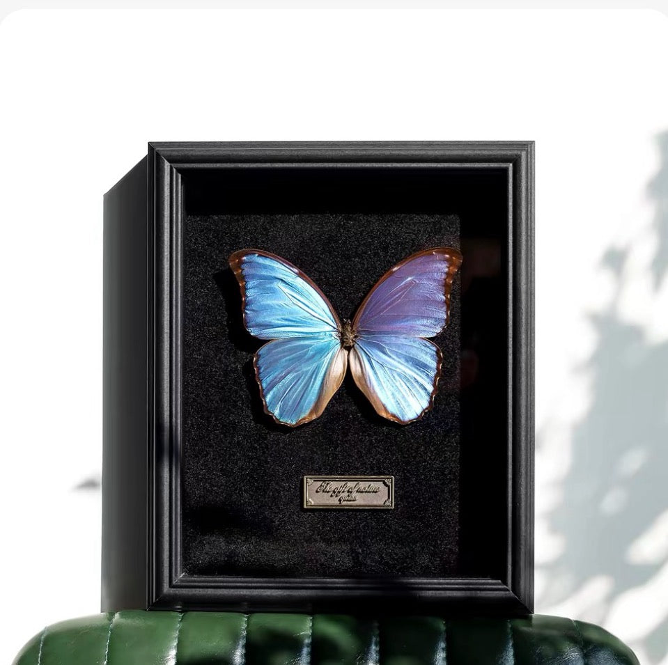 Giant Blue Morpho Butterfly