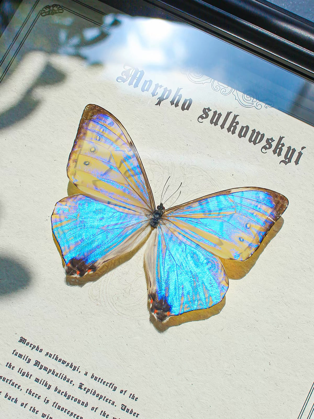 Morpho sulkowskyi Butterfly Specimen | Iridescent Pearl-Blue Spread Wings