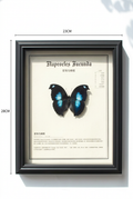 Framed Napeocles jucunda Butterfly Specimen | Iridescent Blue Wings, 23 × 28 cm