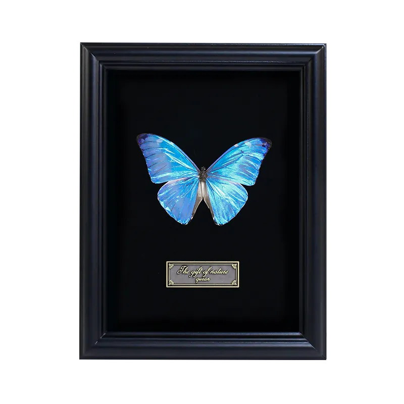 Framed Adonis Morpho Butterfly Specimen | Iridescent Blue Wings, Black Frame
