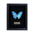 Framed Adonis Morpho Butterfly Specimen | Iridescent Blue Wings, Black Frame