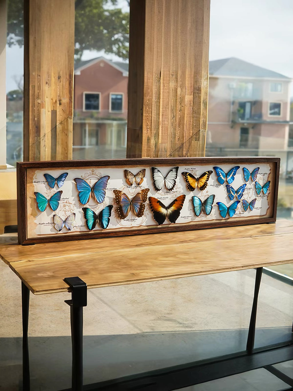Framed Butterfly Specimen Collection | Panoramic Wooden Display, Colorful Wings