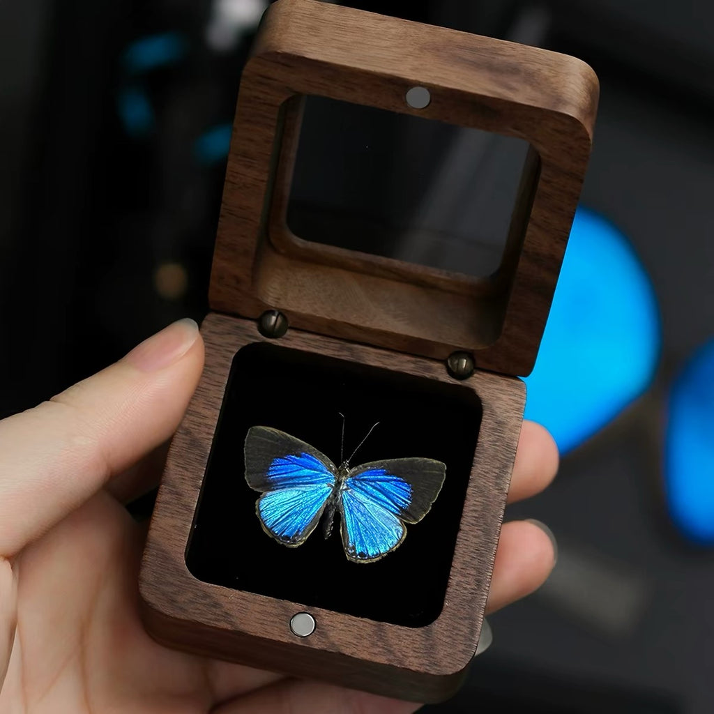 Iridescent Blue Butterfly Specimen in Wooden Display Box