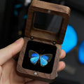 Iridescent Blue Butterfly Specimen in Wooden Display Box