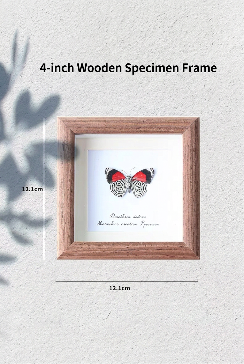 Framed Eighty-Eight Butterfly Specimen | Diaethria dodone, 12.1 × 12.1 cm Wooden Frame
