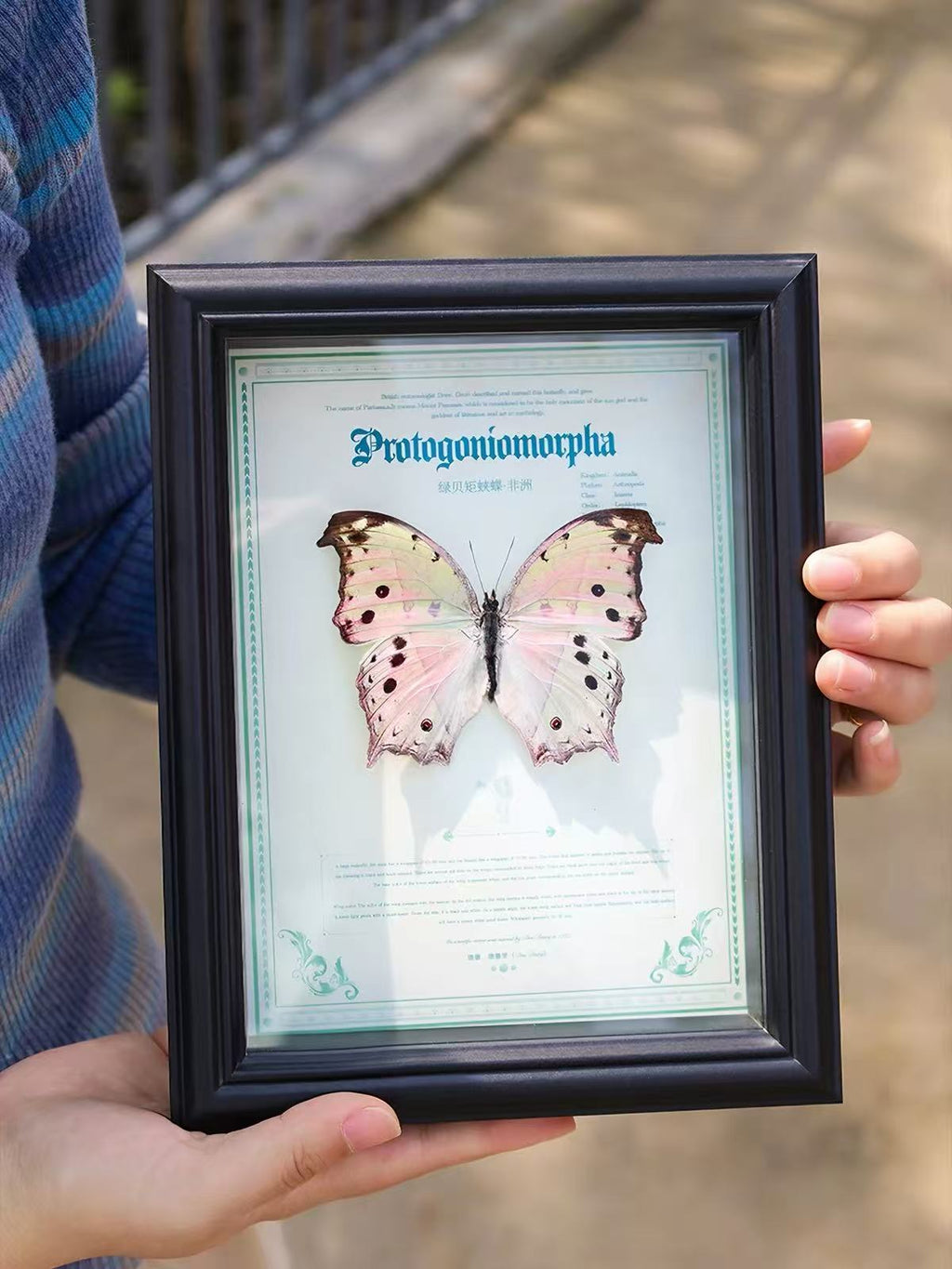 Green Mother-of-Pearl Butterfly Specimen | Iridescent Wings
