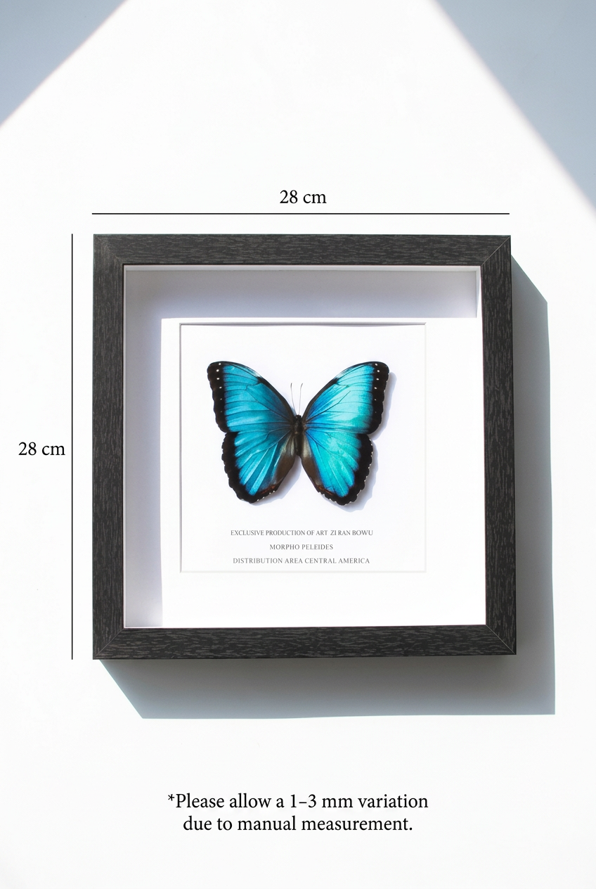 Peleides Blue Morpho Butterfly Specimen in Black Frame | 28 × 28 cm