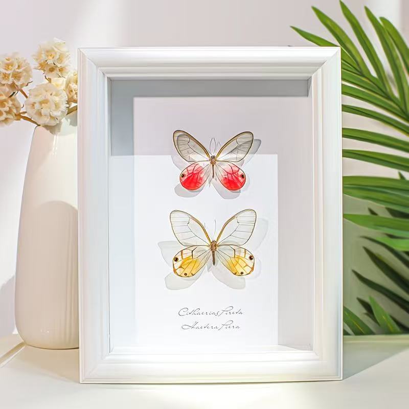 Rose Glasswing Butterfly & Red-Winged Dragonfly – White Framed Specimen Display