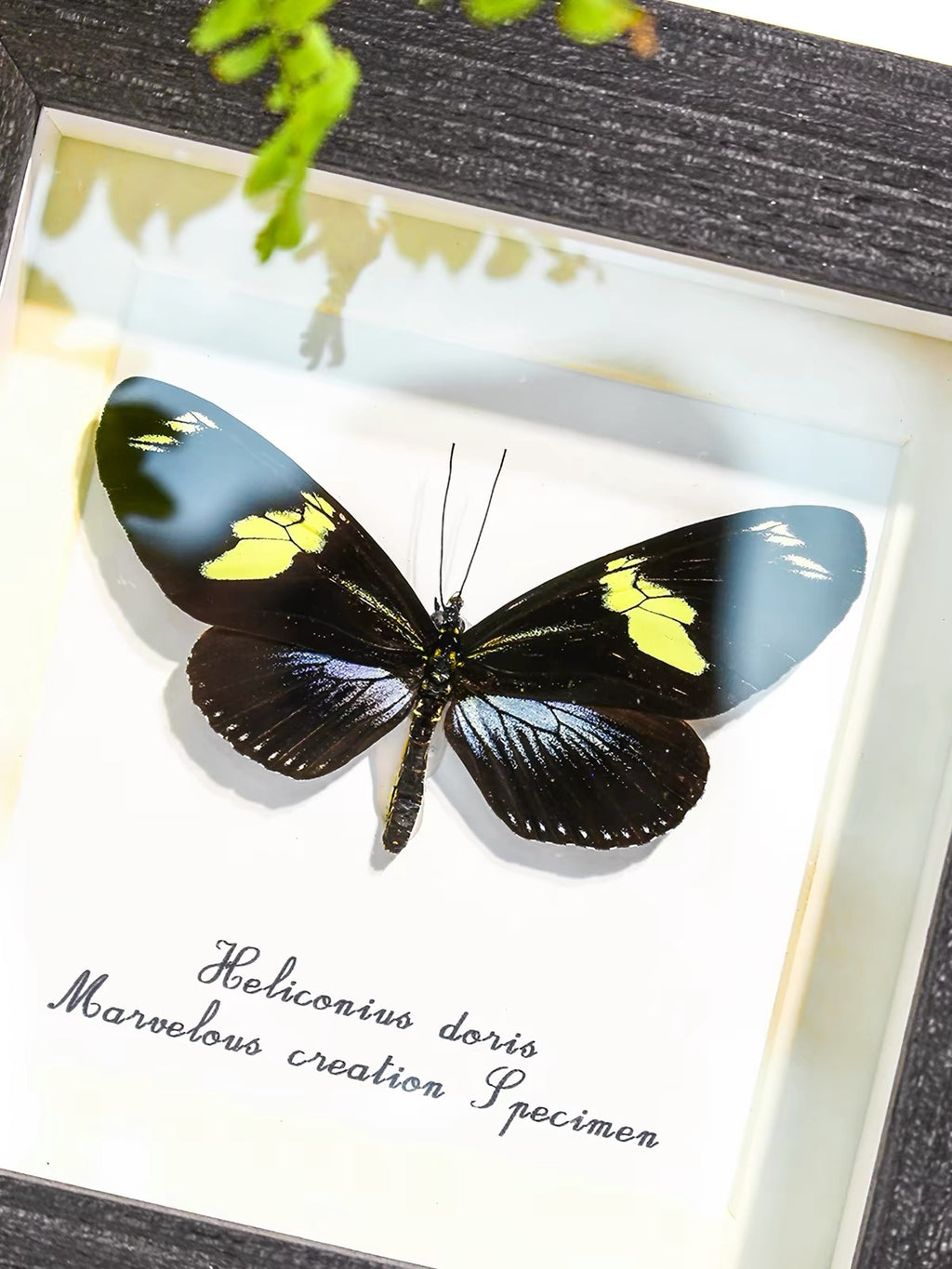 Doris Longwing Butterfly Specimen | Heliconius doris