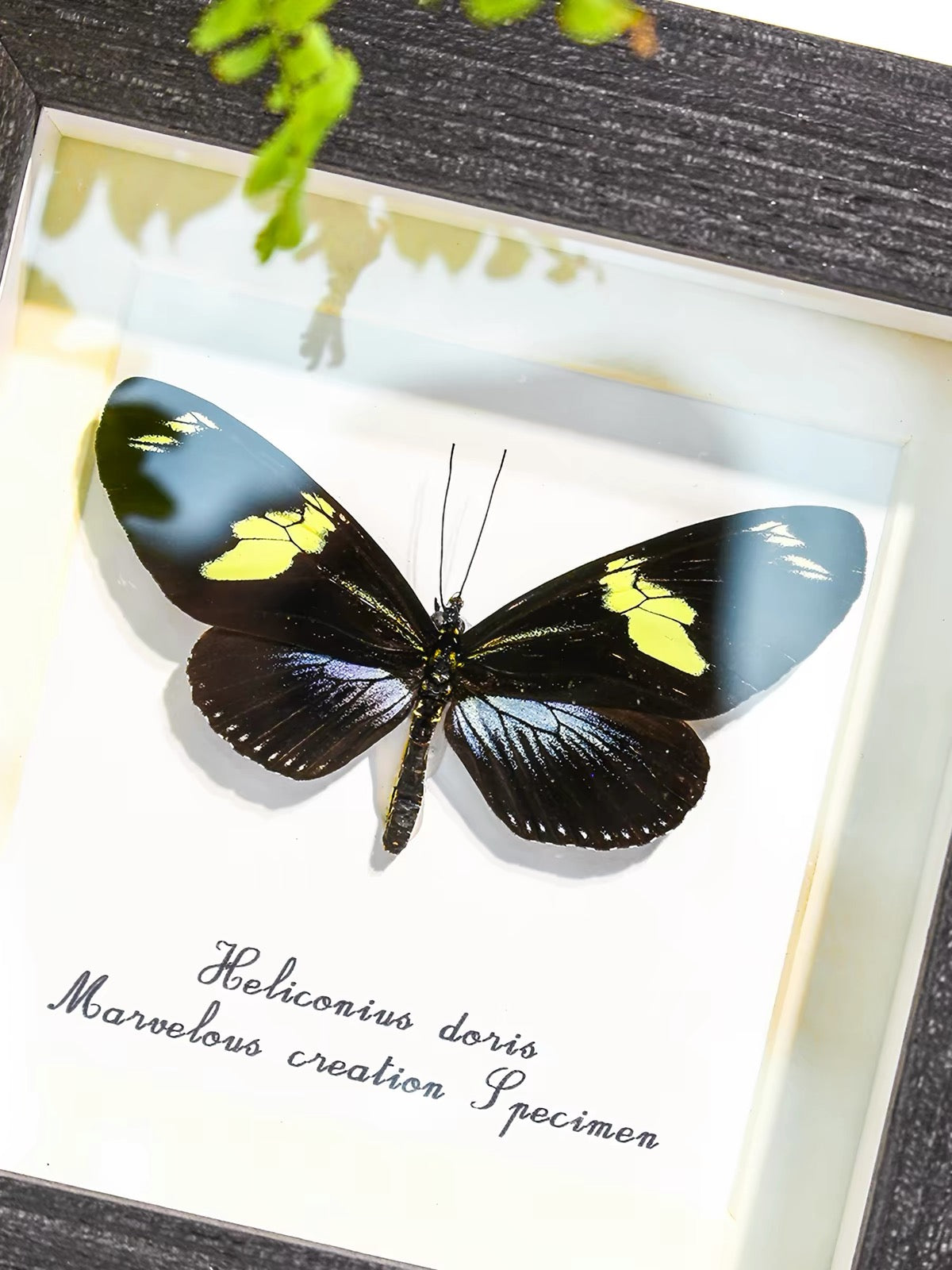 Doris Longwing Butterfly Specimen | Heliconius doris