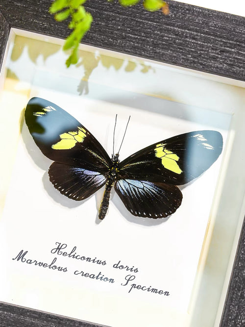 Doris Longwing Butterfly Specimen | Heliconius doris