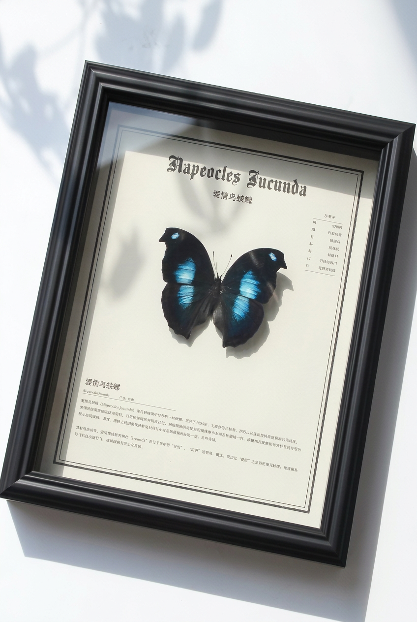 Framed Napeocles jucunda Butterfly Specimen | Iridescent Blue Wings, 23 × 28 cm