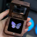 Purple Butterfly Specimen in Wooden Display Box