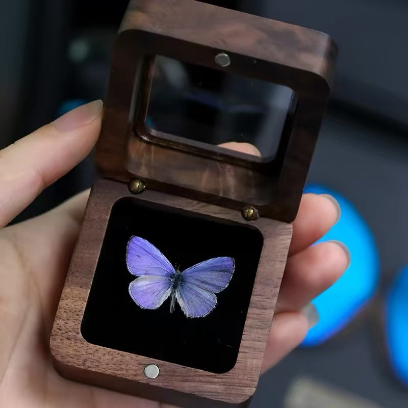 Purple Butterfly Specimen in Wooden Display Box