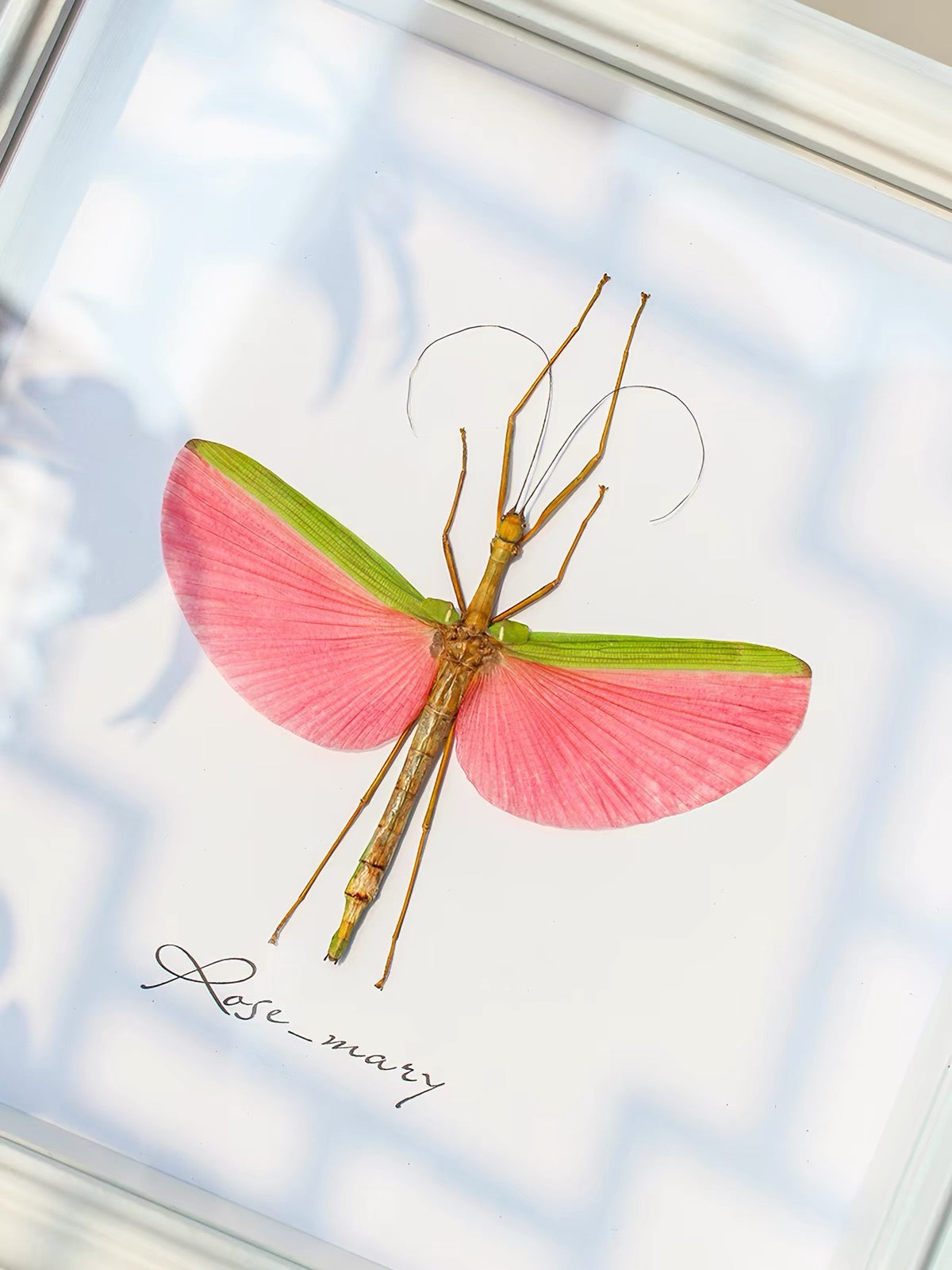 Rose-Winged Stick Insect Specimen | Marmessoidea rosea, Pink & Green Wings⠋