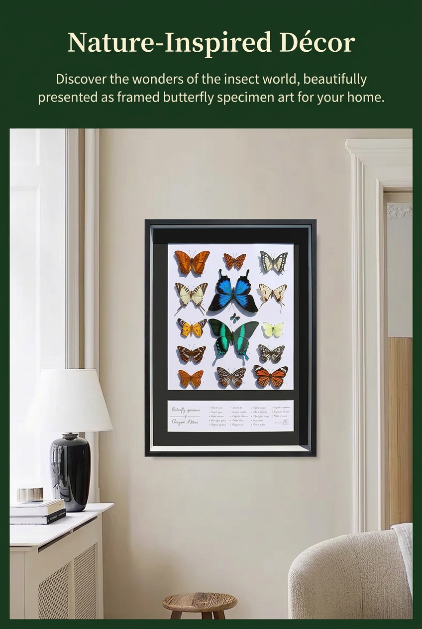 Framed Butterfly & Insect Specimen Collection | Colorful Wings, Black Frame