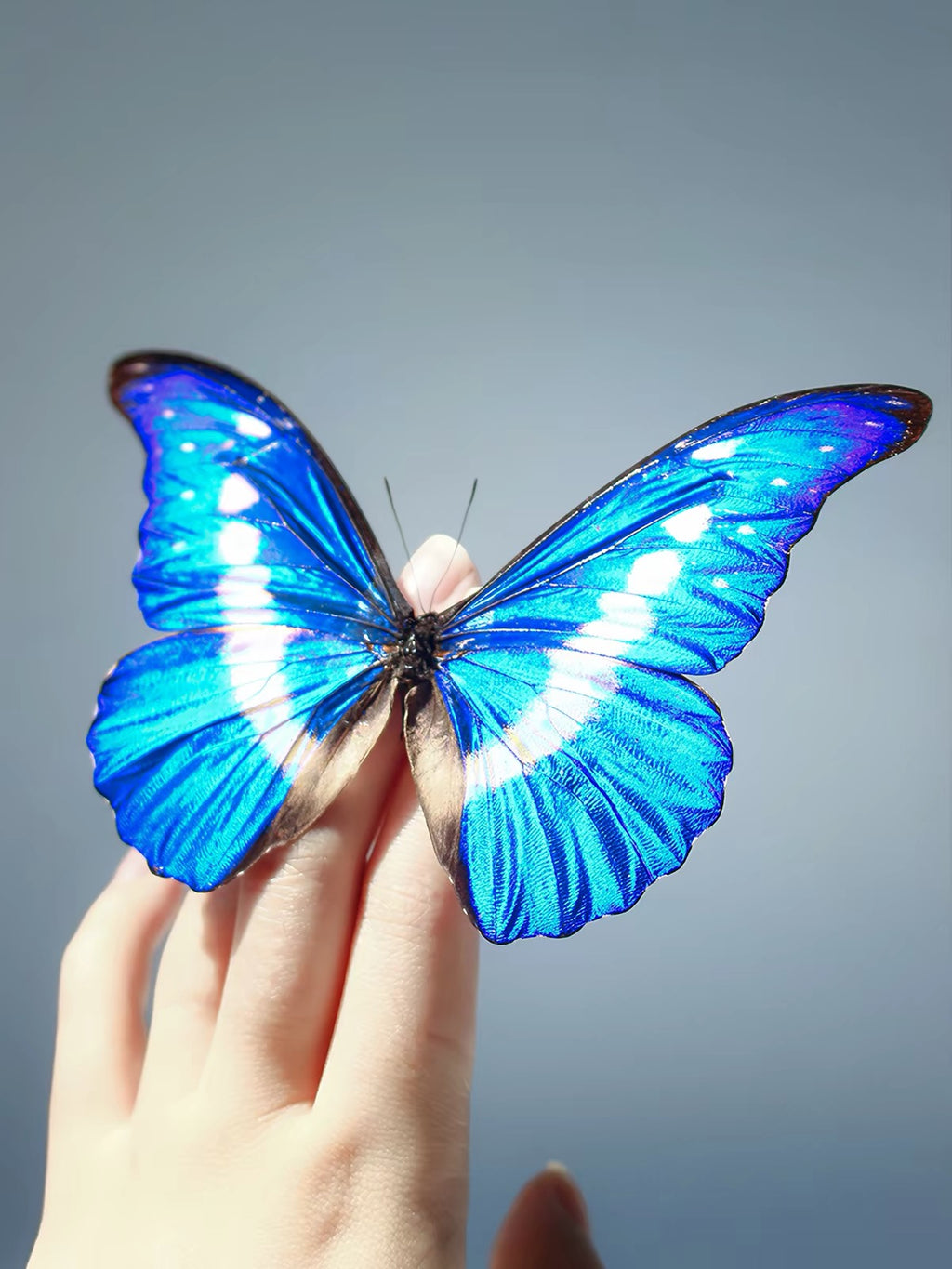 Framed Iridescent Blue Butterfly Specimen | Black Frame, 18 × 23 cm