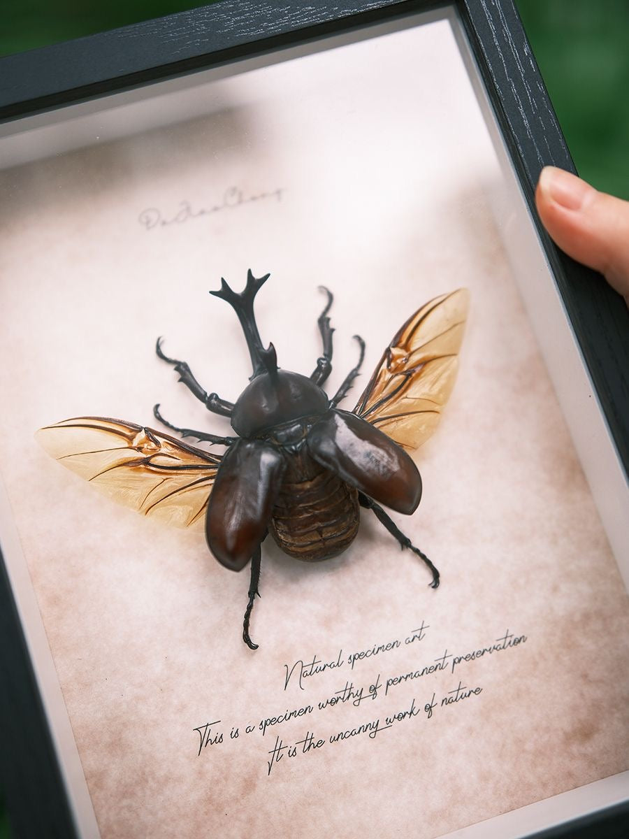 Framed Rhinoceros Beetle Specimen | Wings Spread, 17 × 22 cm