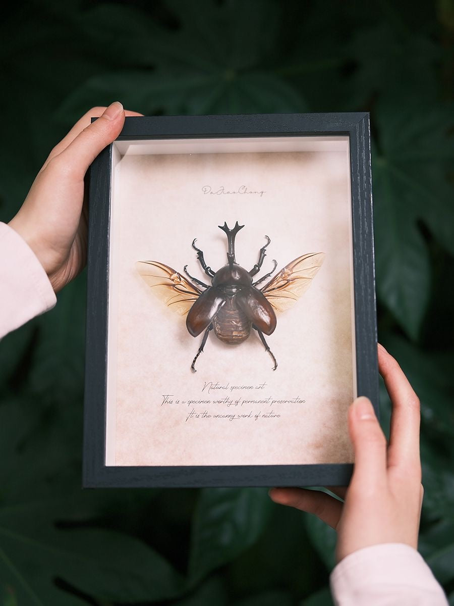 Framed Rhinoceros Beetle Specimen | Wings Spread, 17 × 22 cm