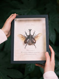 Framed Rhinoceros Beetle Specimen | Wings Spread, 17 × 22 cm