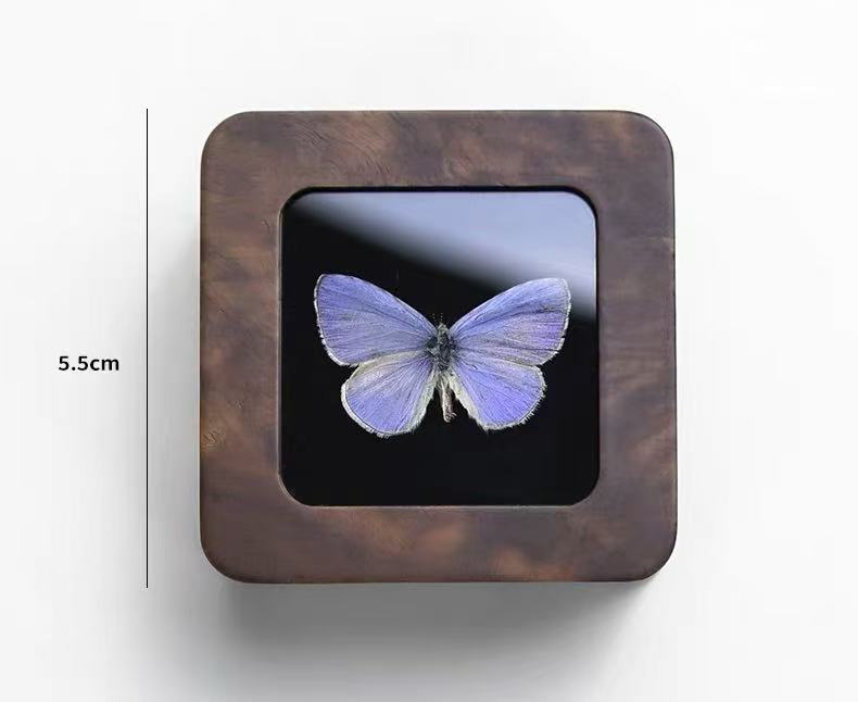 Purple Butterfly Specimen in Wooden Display Box
